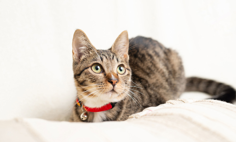 Choisissez un collier qui ne gêne pas votre chat