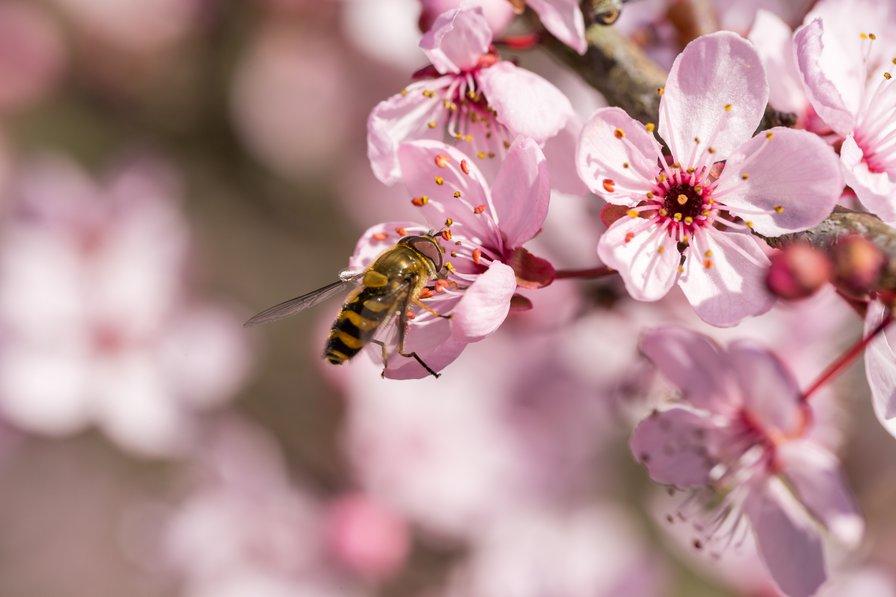 La variété des fleurs attire beaucoup de pollinisateurs, un plus pour la production