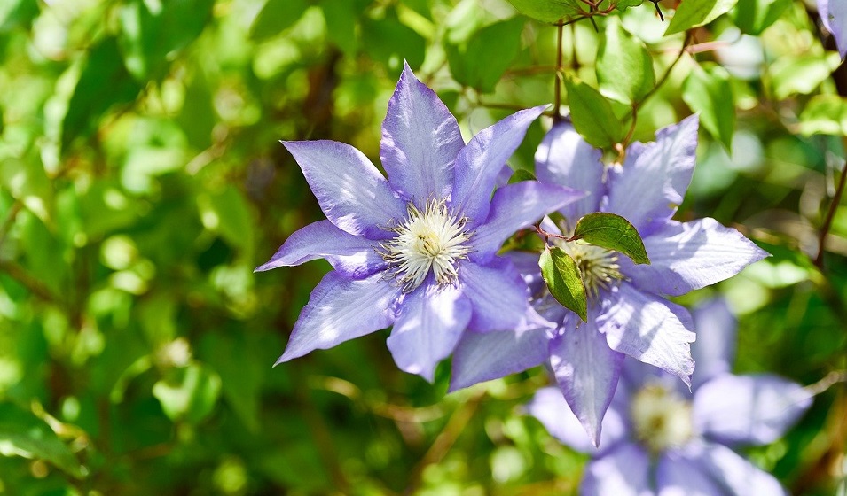 clematite