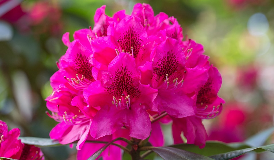 Comment entretenir un rhododendron ? - Jardiland