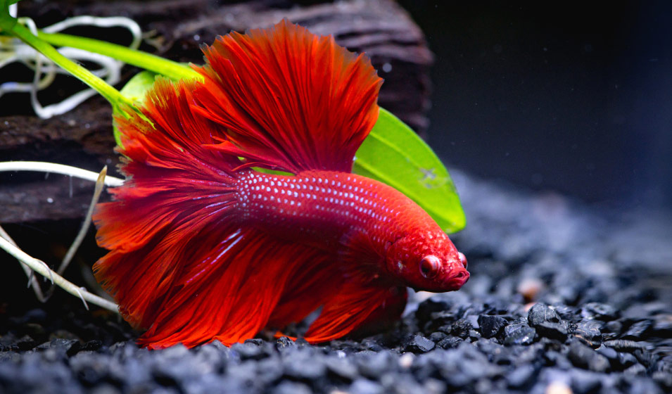 Comment bien nourrir les poissons rouges en aquarium ? - Jardiland