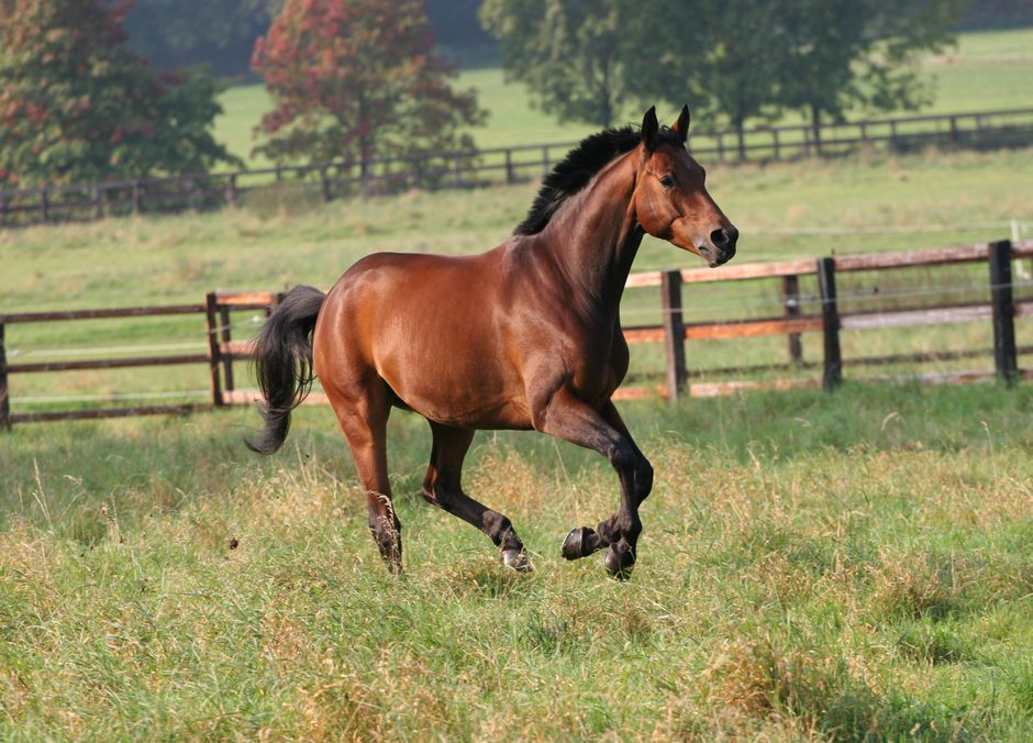 La clôture en bois est très solide et bien visible par les chevaux