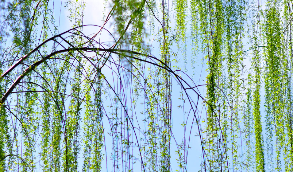 Le saule pleureur (Salix babylonica)
