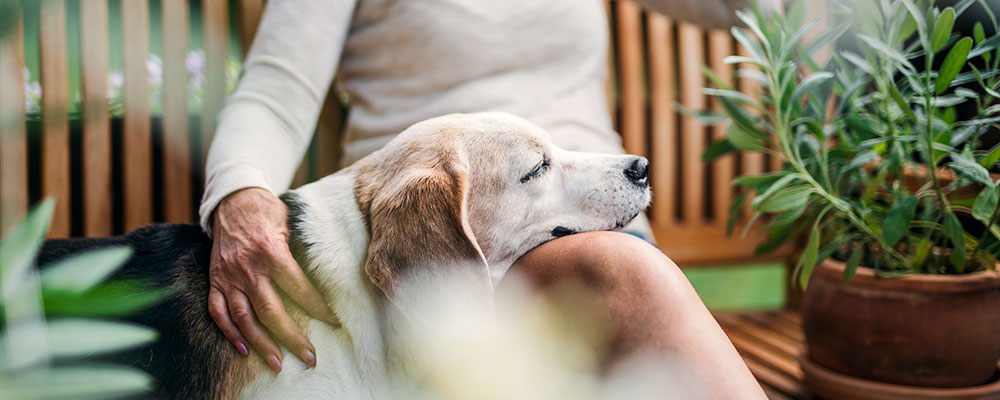 Quelle plante pour votre chien ?