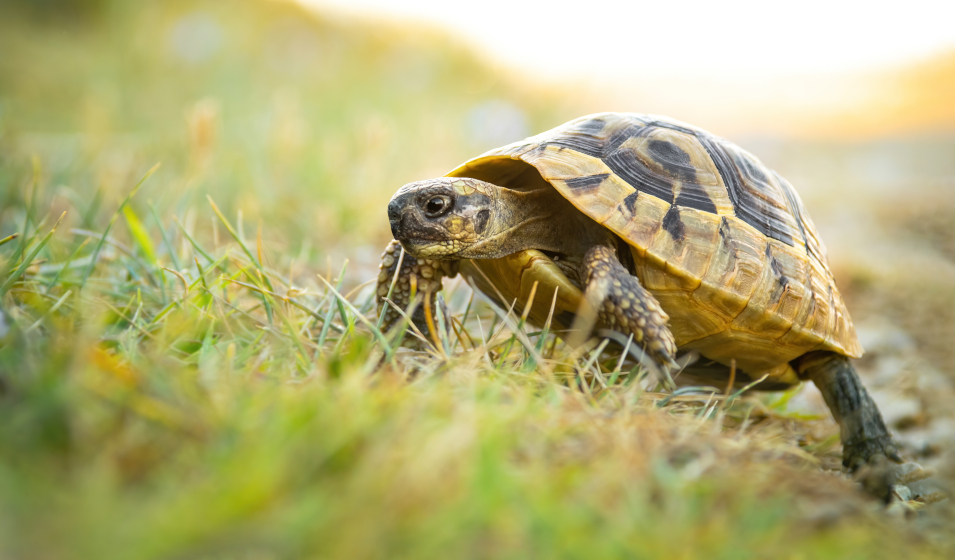 Comment installer un enclos pour tortues : le guide complet