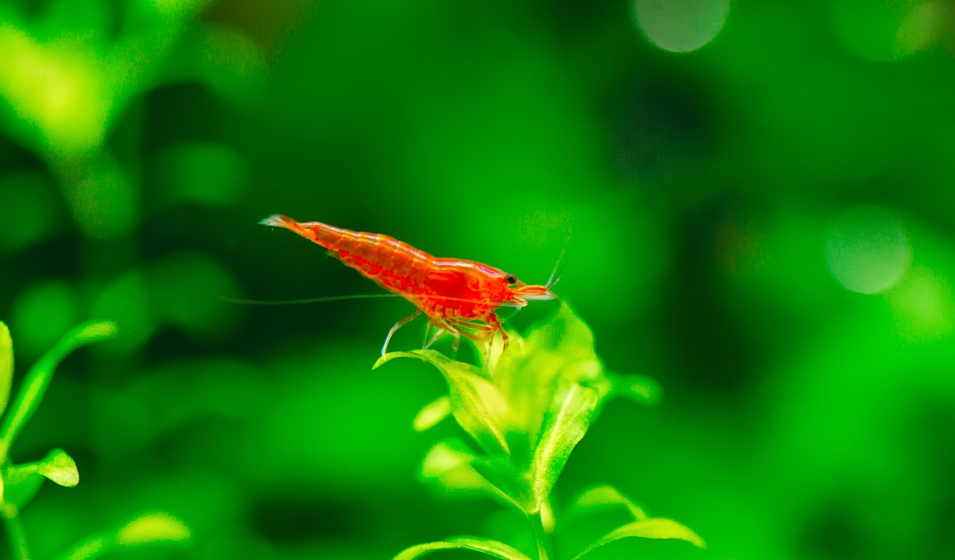 plante