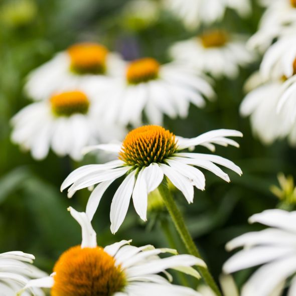 Echinacea 'Maui Sunshine'®