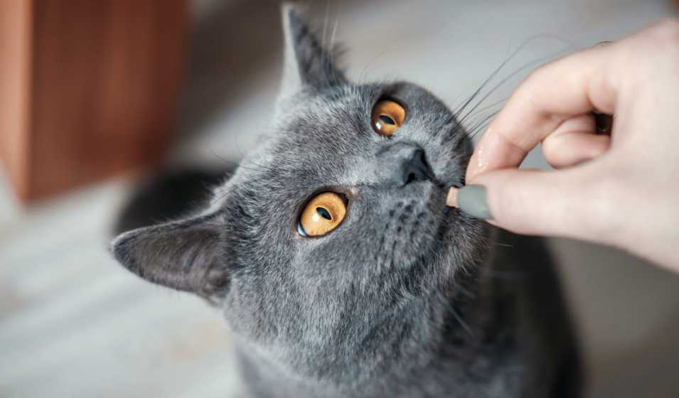 Friandise pour chat