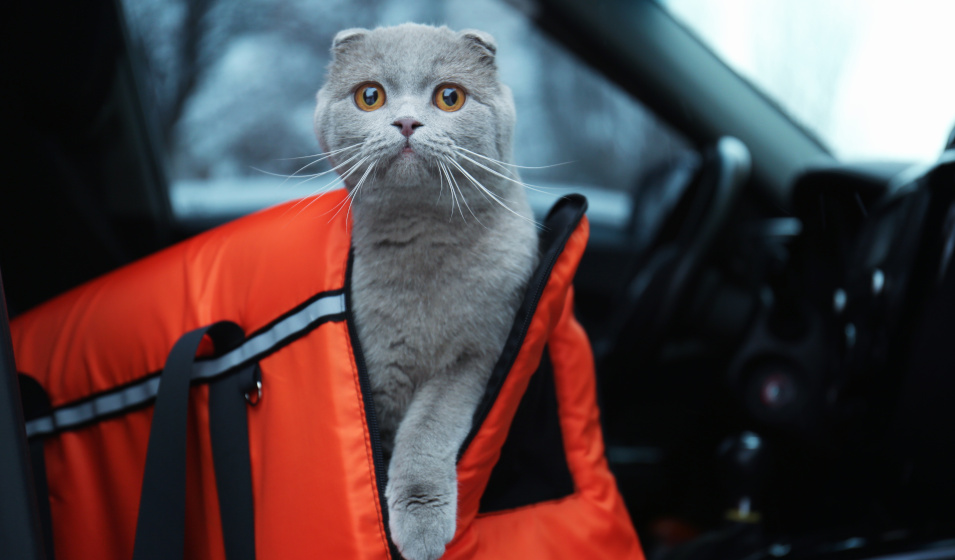 Voyager en voiture avec un chaton dans son sac de transport 