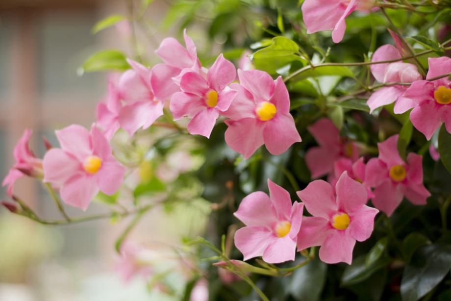 mandevilla