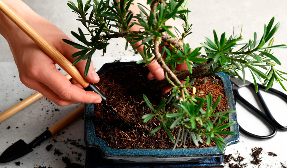 Akadama 2,5 litres - terreau pour bonsaï - substrat pour bonsaï - terreau  professionnel - terreau spécifique