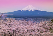 Le Cerisier En Fleur Du Japon Gamm Vert Le Cerisier En Fleur Du Japon Gamm Vert