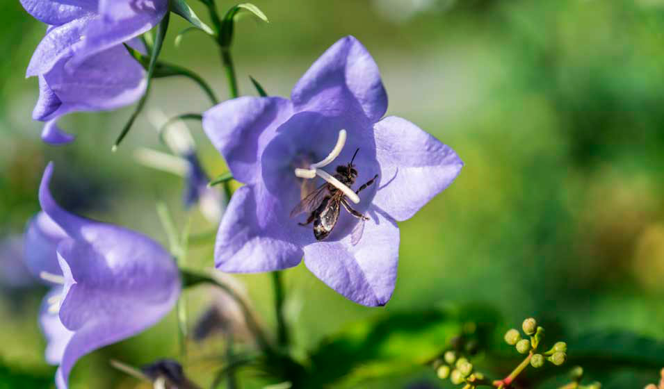 campanule