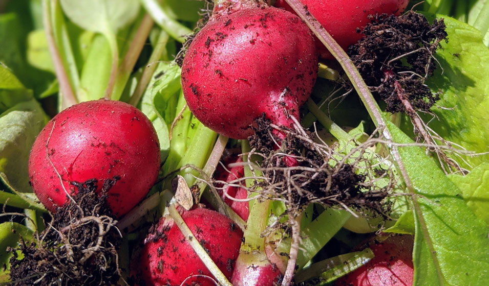 Radis noir : culture au potager, bienfaits et idées recettes