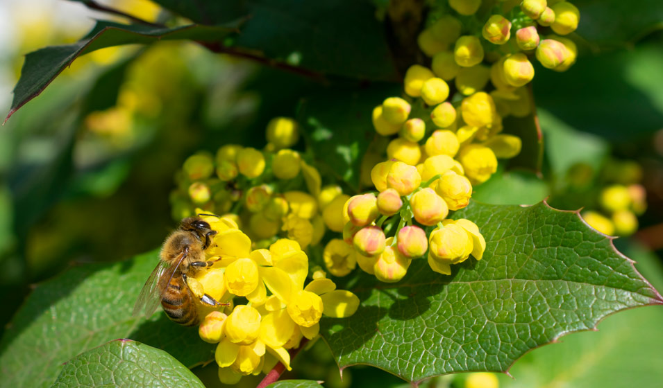 Mahonia