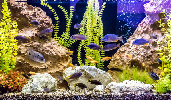 Décoration aquarium, comment créer un joli tableau vivant ? – DecoSoon