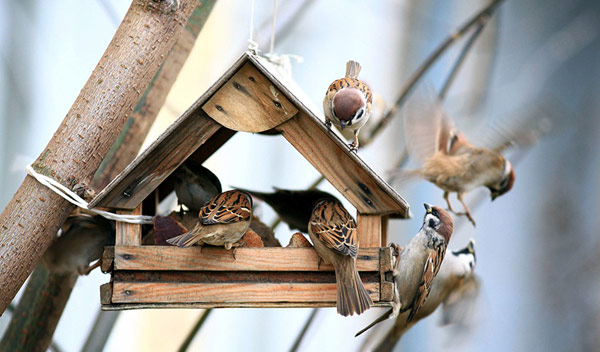 Mangeoire pour oiseaux anti-pigeon : laquelle choisir ?