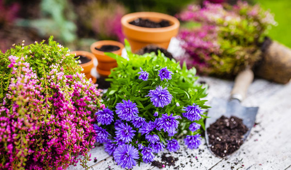 Comment vieillir vos pots de fleurs - Hortus Focus I mag