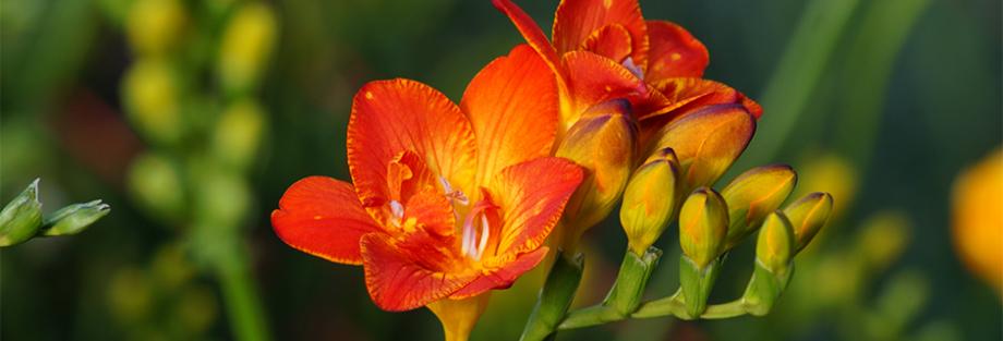 Freesia