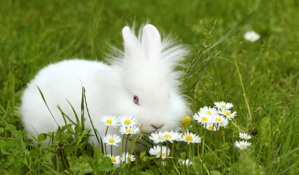 Lapin nain
