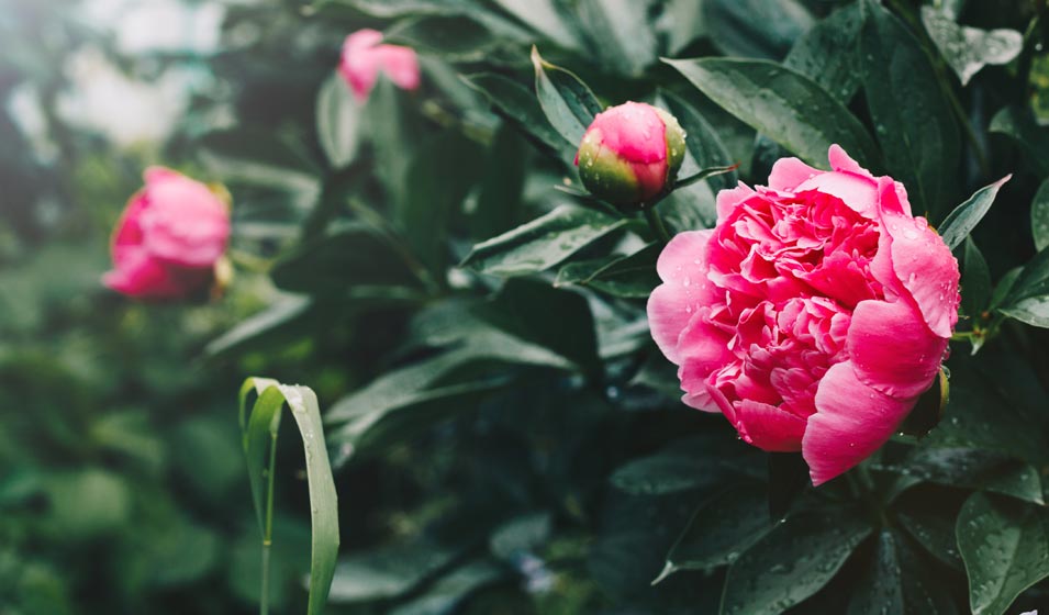 Tout bonnement fabuleuse, la pivoine 