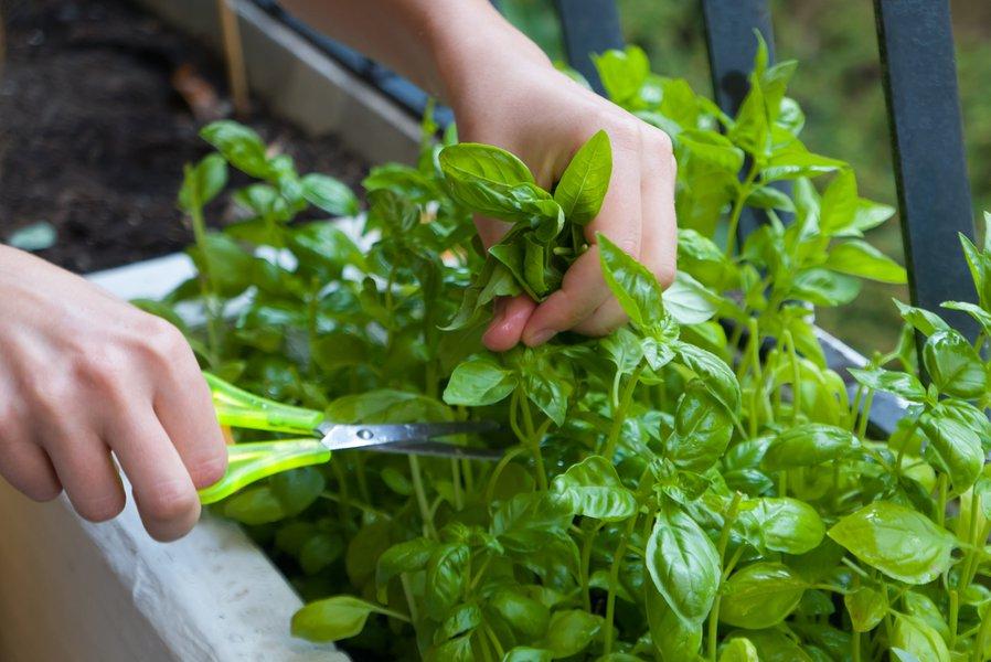 Quel plaisir de récolter dans votre mini-potager !