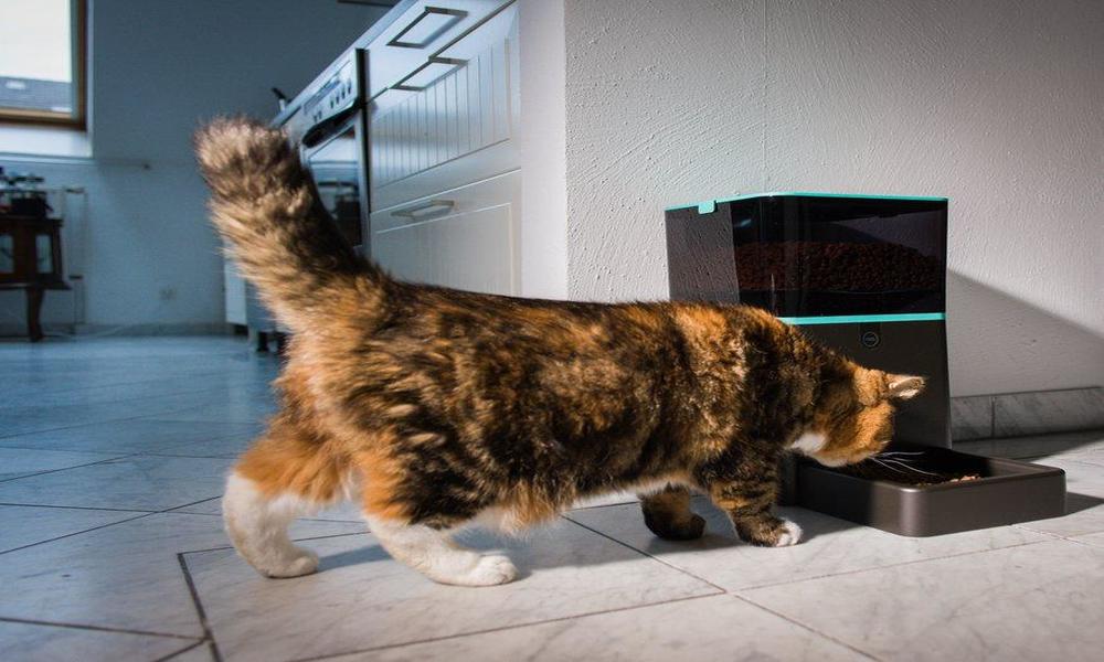 Un distributeur de nourriture régule la quantité de nourriture que mange le chat