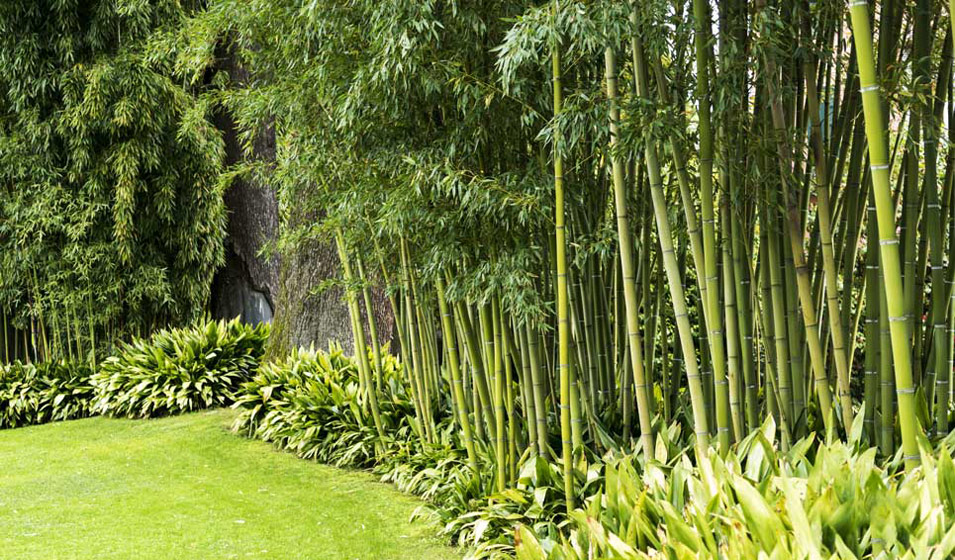 Bambou : Conseils de plantation, taille et entretien