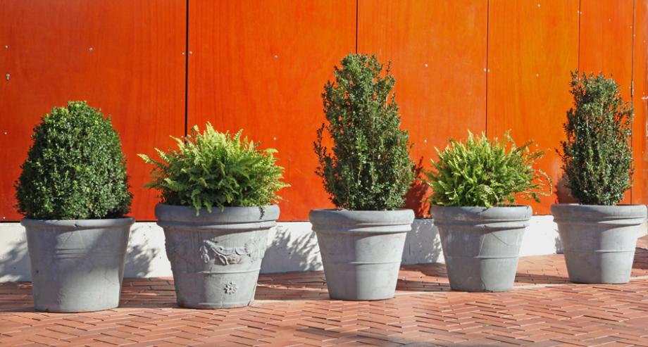 Les plantes d'extérieur en pot : bien les choisir et les faire durer