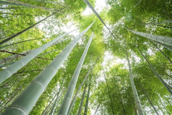 Règle bambou 1m
