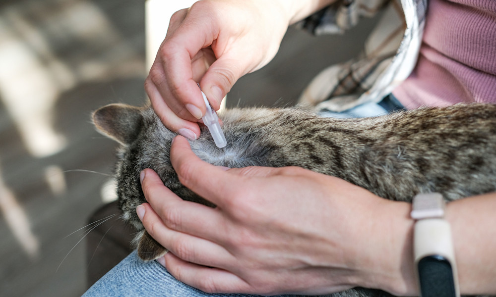 La pipette est un antiparasitaire très utilisé