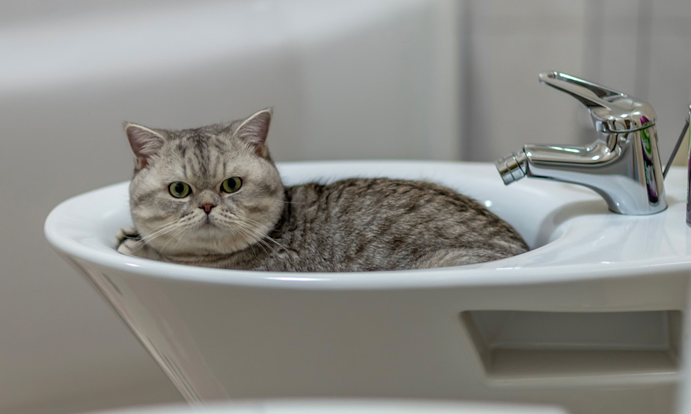 Votre chat ne boit pas assez ?