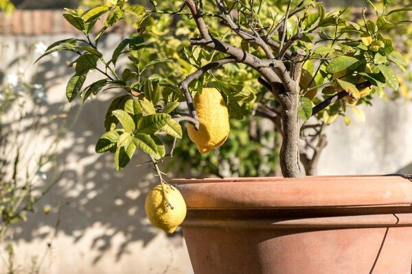 Quels engrais naturels sont recommandés pour un citronnier ?