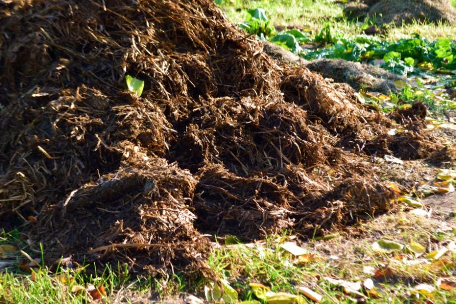 Un fumier de cheval riche et complet pour fertiliser les fraisiers