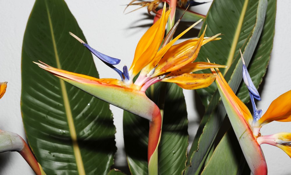 L'oiseau de paradis, une plante qui aime les températures douces et la pleine lumière