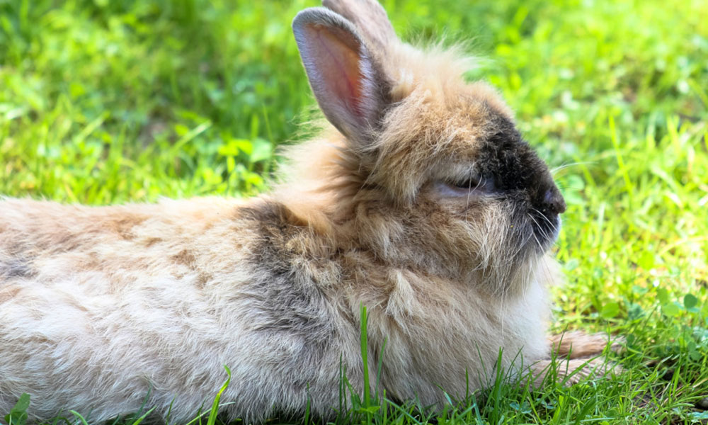 Le printemps est la bonne saison pour habituer le lapin nain au jardin !