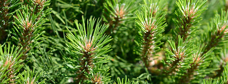 Pinus nigra 'Pierrick Brégeon'