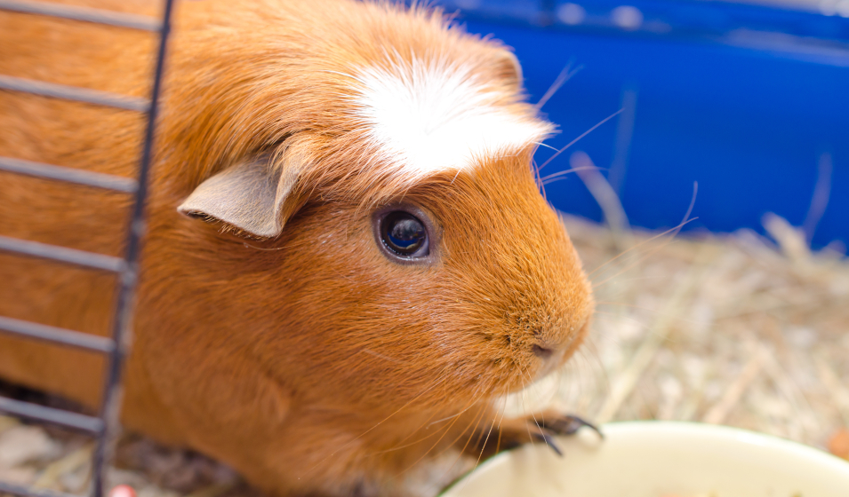 Quelle est la différence entre un hamster et un cochon d'Inde ? - Omlet  Blog France