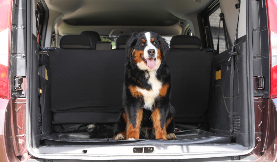 4 conseils pour un chien détendu en voiture - Jardiland