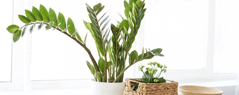 Plante ZZ 