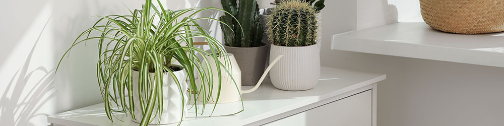 Chlorophytum