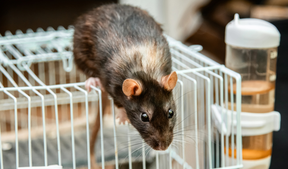 Un rat noir curieux sur le haut de sa cage