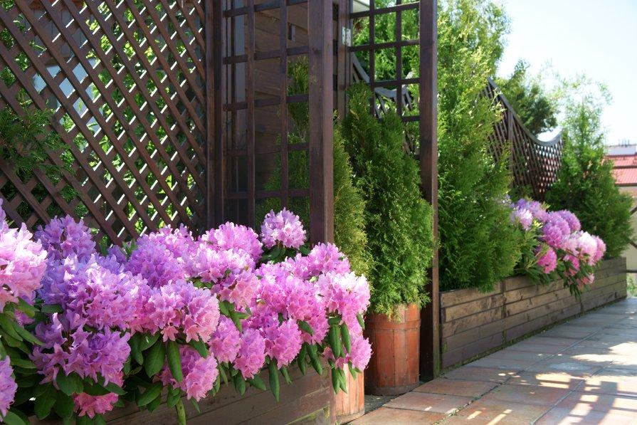 De belles jardinières d'hortensias le long d'une allée