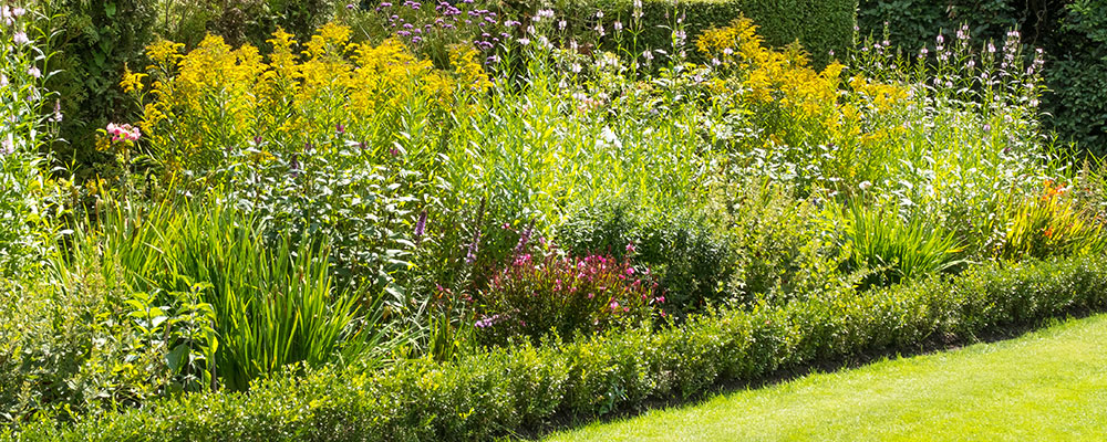 Le buis est une plante idéale en bordure basse