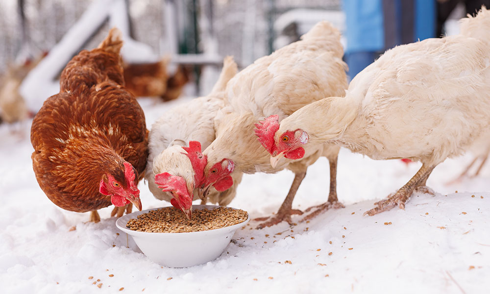 Nourrir les poules en hiver