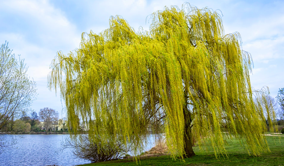 Le saule pleureur