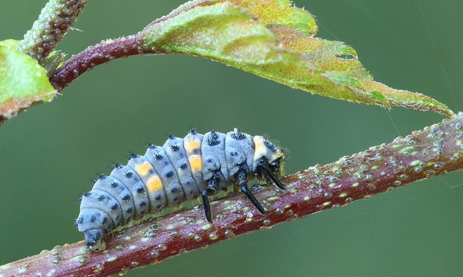 La larve de coccinelle, prédateur naturel des pucerons