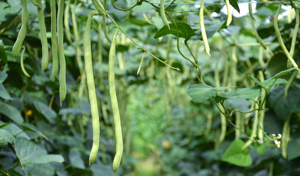 8 légumes fruits incontournables du potager - Jardiland