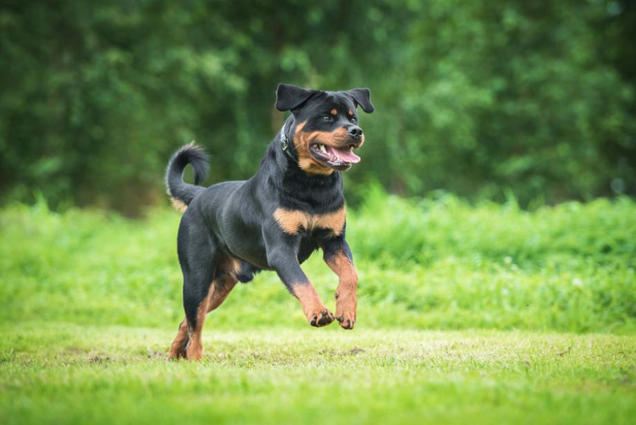 J ai un gros chien Gamm vert