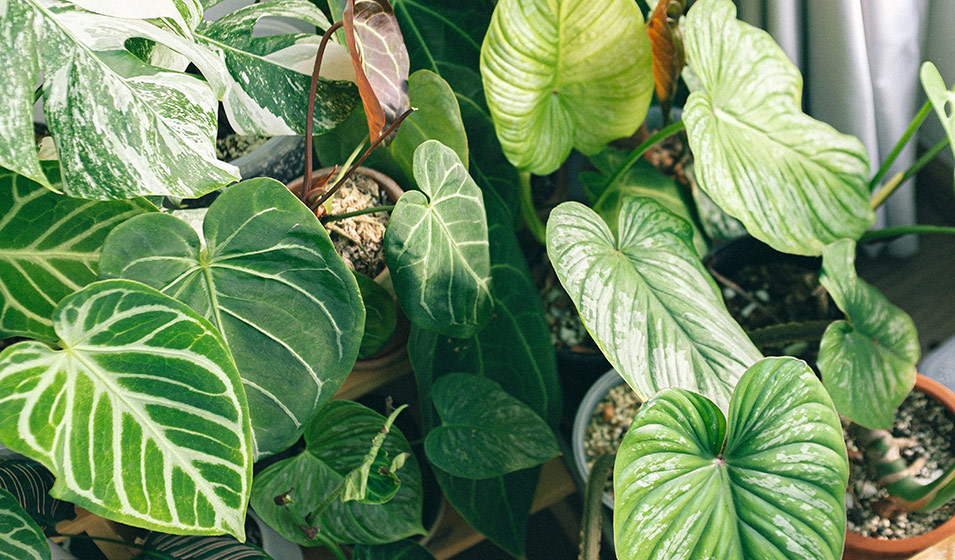 Anthurium